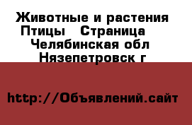 Животные и растения Птицы - Страница 2 . Челябинская обл.,Нязепетровск г.